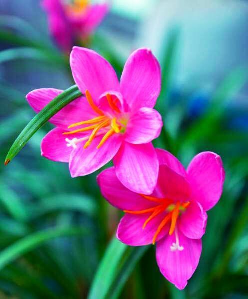 花开勇敢之美（以玫瑰为代表）