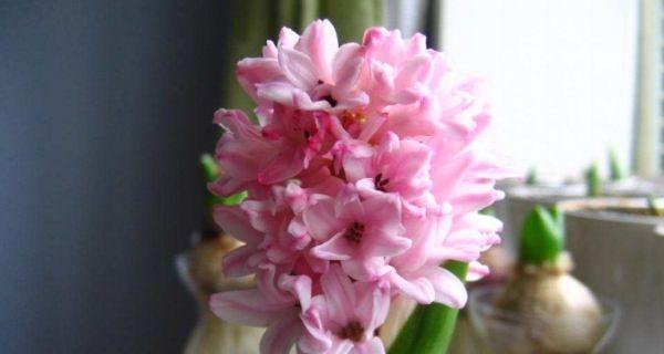 风信子（探寻风信子的花语与象征）