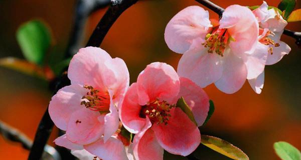 胡杨树之花语与寓意（生命的坚韧和希望之树——胡杨树的花语和寓意）