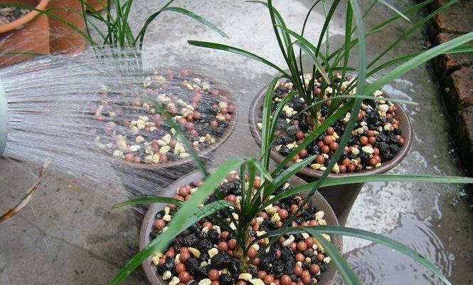 兰花换盆换土的正确方法（轻松掌握兰花换盆技巧）