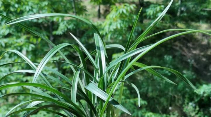 兰花种植与生长周期（掌握种植时间）