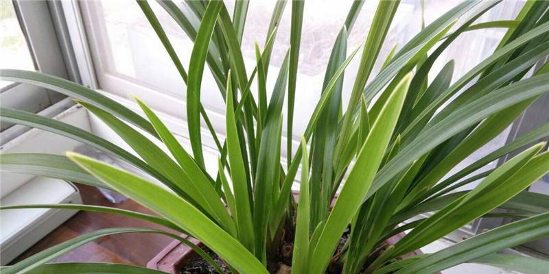 兰花种植与生长周期（掌握种植时间）