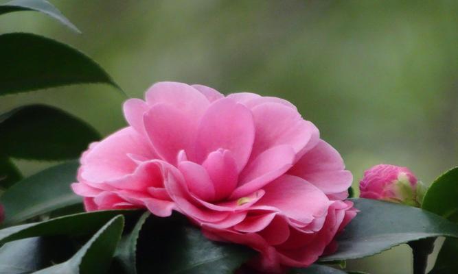 探秘山茶花的神秘之美（山茶花的样子和特点）