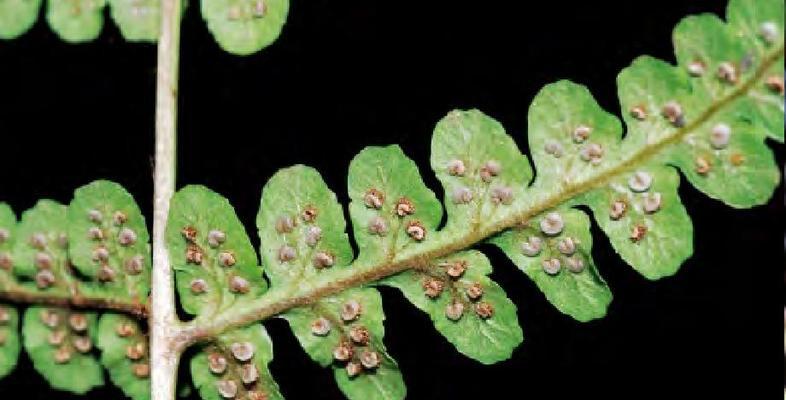 解密山椒藻——一种神奇的蕨类植物（探究山椒藻的起源）