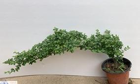 山紫甲盆景的养护方法（打造健康美丽的盆景艺术）