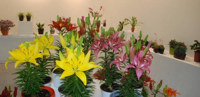 植物的团结力量（以象征团结的植物为主题的探索）