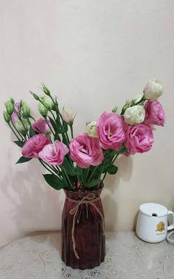 洋桔梗花语及种植方法（探秘洋桔梗的花语与种植技巧）