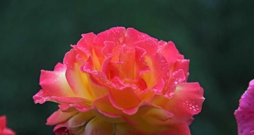叶底花（探索叶底花的神秘世界）