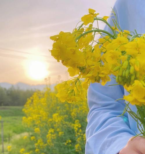 油菜花的花语与传说（揭开油菜花的神秘面纱）
