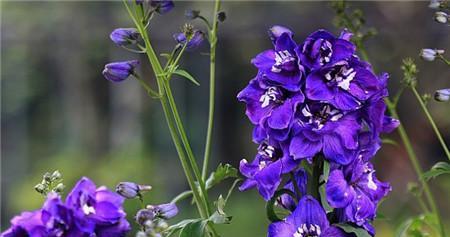 藿香蓟的花语与传说（探寻花海中的神奇之花——藿香蓟）