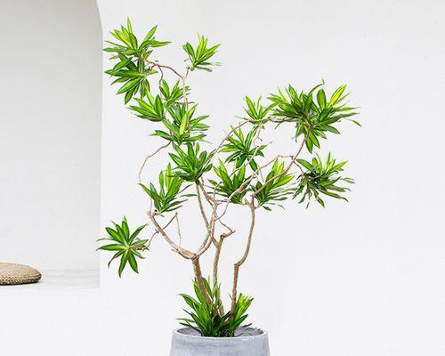 金心百合竹，花香之语（聆听百合竹的心灵呼唤）