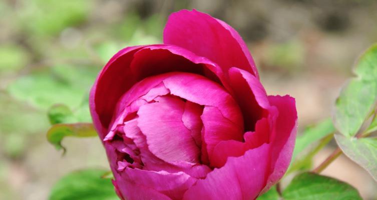 牡丹花（牡丹花语与传说深入解读）