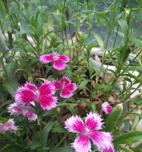 花开如诗（揭秘石竹花语）