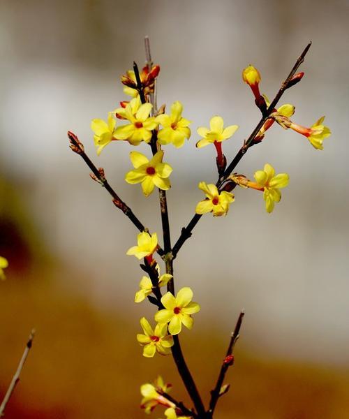 春日迎春花开（探寻迎春花开之美）