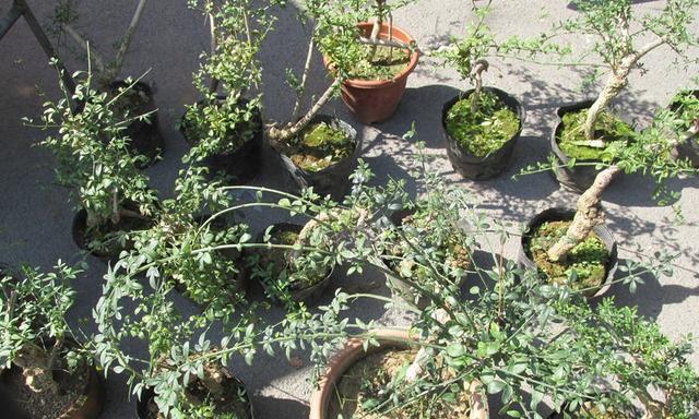 春节养花（迎春花怎么养才能长得旺旺的）