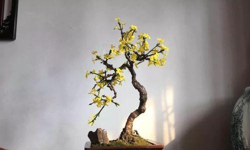 春节养花（迎春花怎么养才能长得旺旺的）