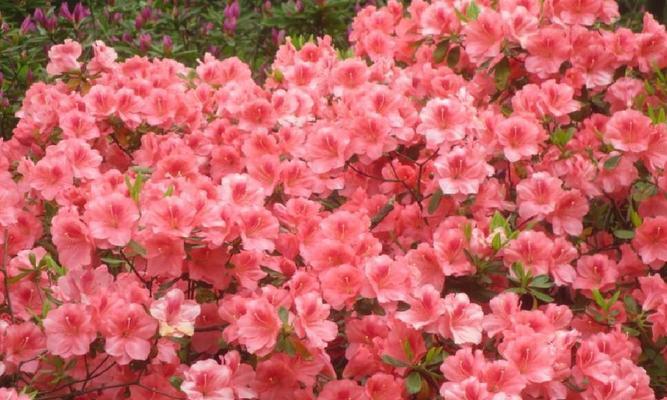 探秘映山红的植物类别和花卉特点（从形态结构到生长环境）