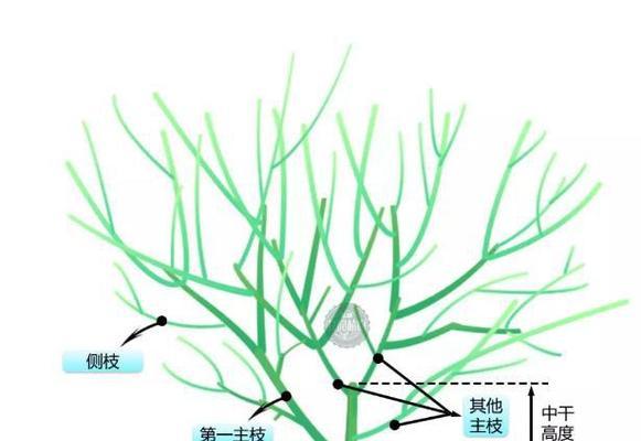 映山红的修剪方法（从剪枝到整形）