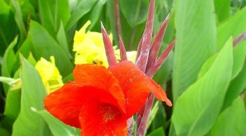 美人蕉花的寓意与传说（美人蕉花之魅力与象征意义）