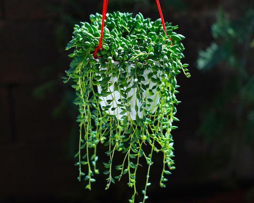 盆栽花卉-营养丰富的吊盆植物（发现吊盆植物的神奇魅力）