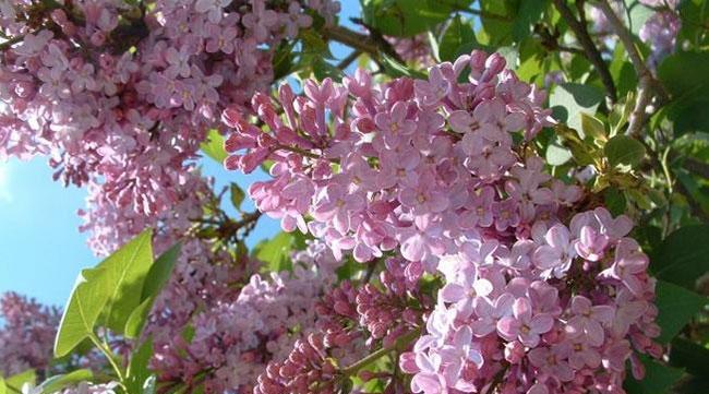 揭秘丁香的花语（深入了解丁香花的象征含义）
