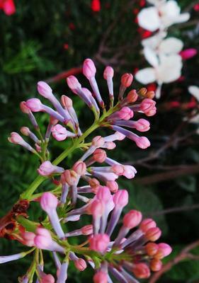 揭秘丁香的花语（深入了解丁香花的象征含义）
