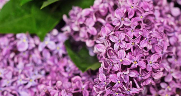 丁香花的象征意义（传递爱与祝福的鲜花——丁香花）