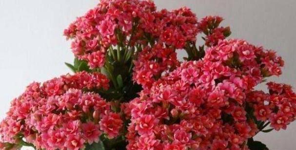 可乐浇长寿花会有什么后果？正确浇水方法是什么？