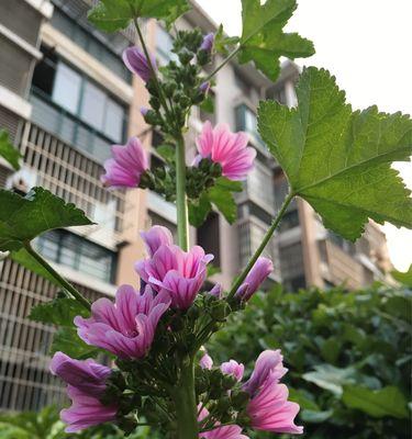 锦葵花的寓意是什么？如何正确解读锦葵花的象征意义？