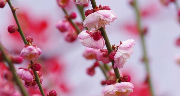 梅花象征意义是什么？梅花在中国文化中代表了哪些精神？
