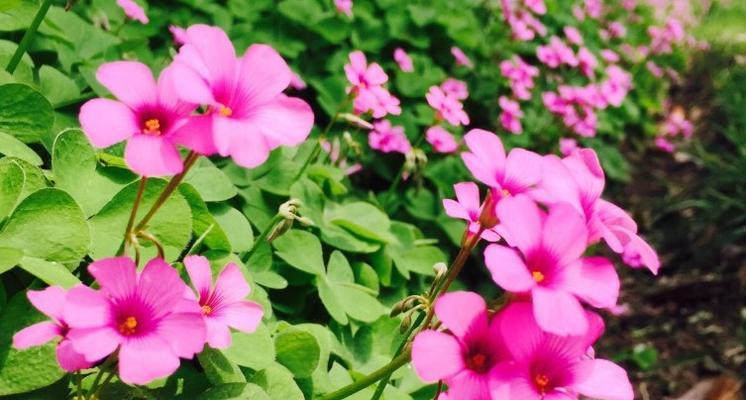 绵毛水苏的花语是什么？如何正确解读其象征意义？