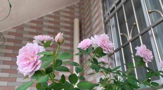 空蒙月季的优缺点是什么？购买前需要了解哪些信息？