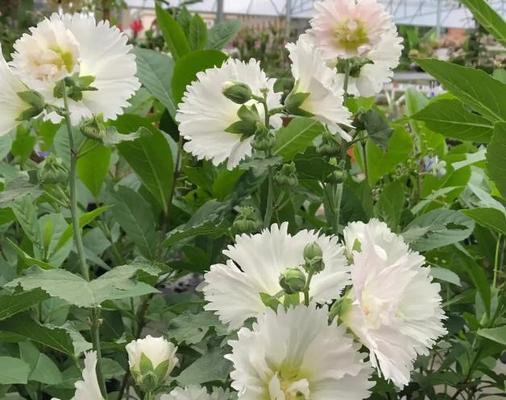 蜀葵的花语是什么？如何用蜀葵表达情感？