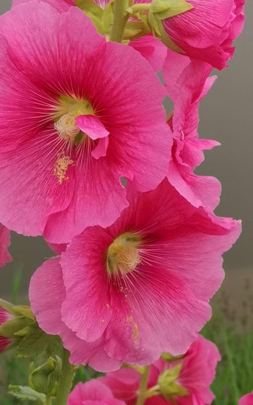 蜀葵的花语是什么？如何用蜀葵表达情感？