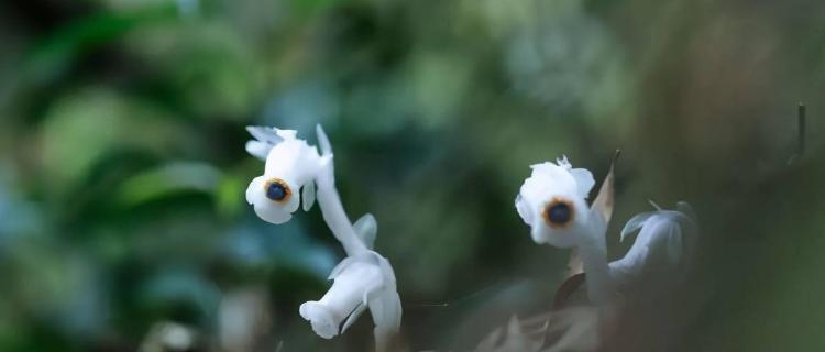 水晶兰的花语是什么？这种神秘花卉的寓意有哪些？