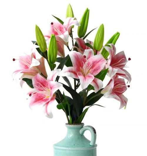 亚洲百合花语是什么？了解其独特含义和象征意义？