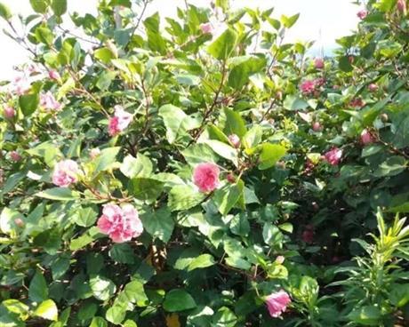 移植苗是什么意思？如何正确理解移植苗的概念？