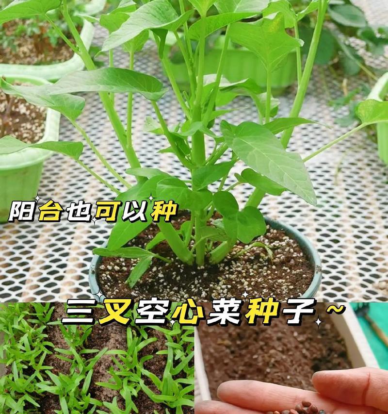 空心菜种子怎么催芽？催芽过程中常见的问题有哪些？