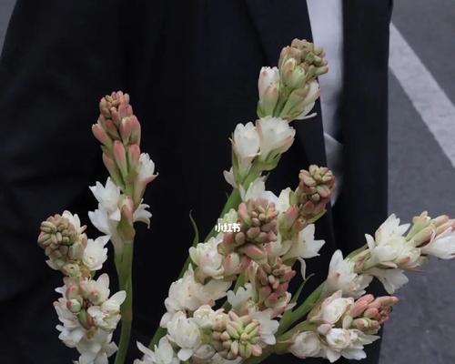 晚香玉花语是什么？晚香玉的传说有哪些？