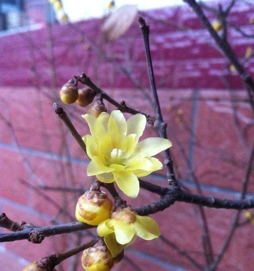 腊梅几年结果实？如何正确养护以促进开花？