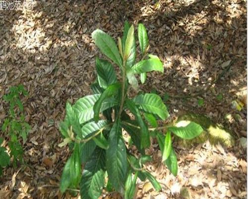 蜡梅种子种植方法是什么？如何确保成活率高？