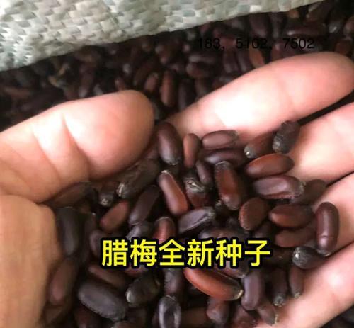 蜡梅种子种植方法是什么？如何确保成活率高？