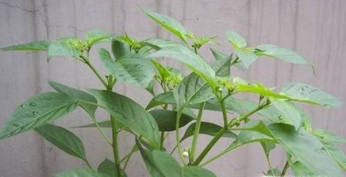 辣椒开花时浇水需要注意什么？