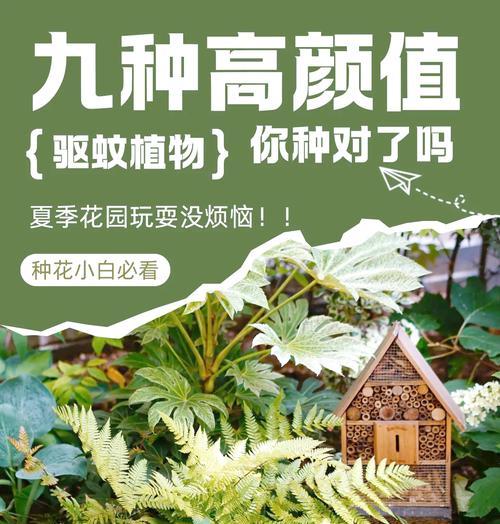 哪些植物具有驱蚊效果？如何利用植物在室内驱蚊？