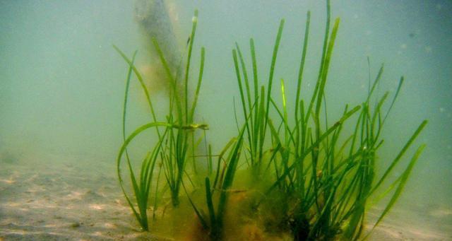 海里有哪些植物种类？它们的生存环境是怎样的？