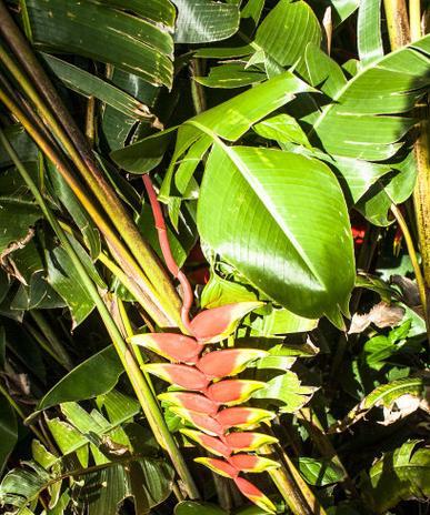 海里有哪些植物种类？它们的生存环境是怎样的？