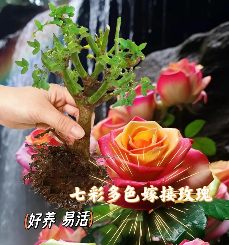 见过的玫瑰花养活的秘诀是什么？