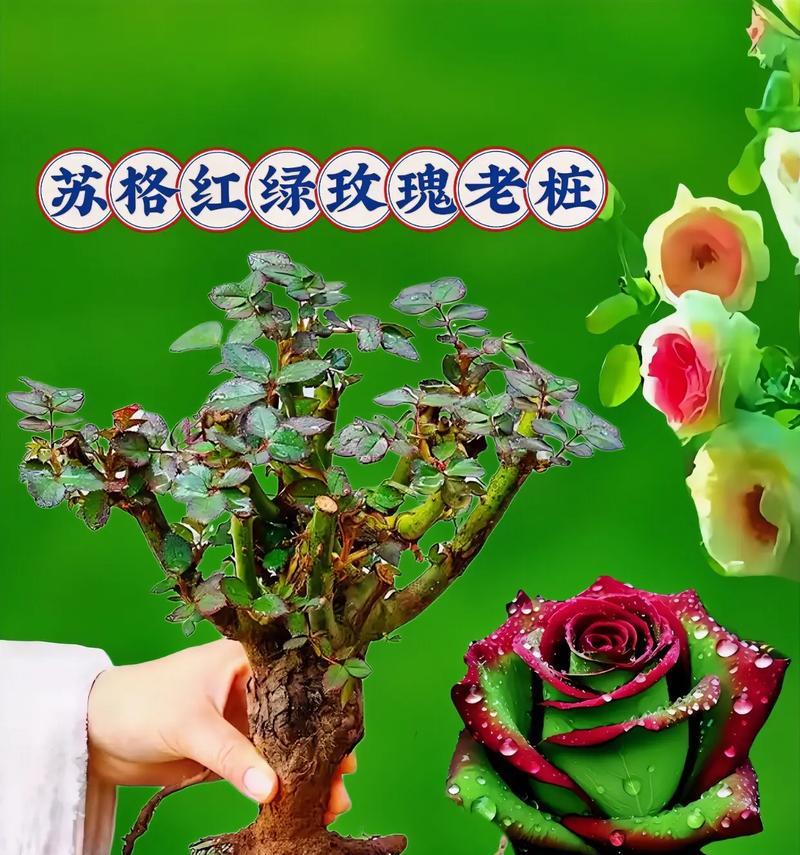 见过的玫瑰花养活的秘诀是什么？