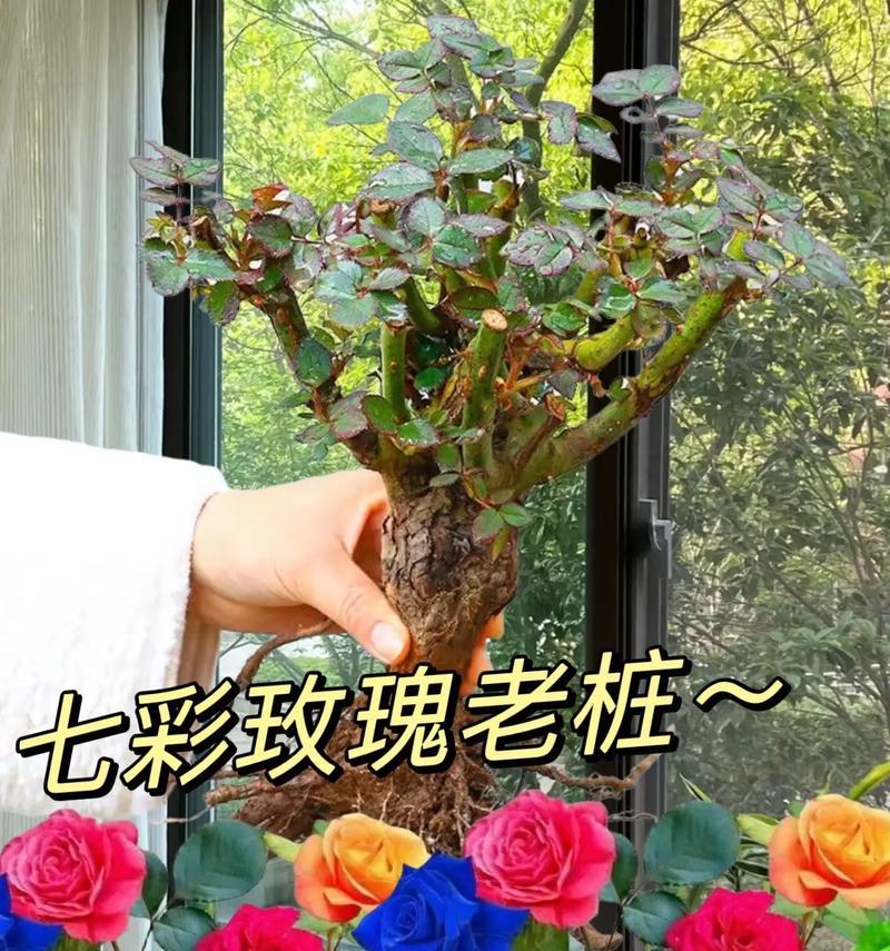 家养大玫瑰花怎么养活的？刚移栽后如何正确浇水？