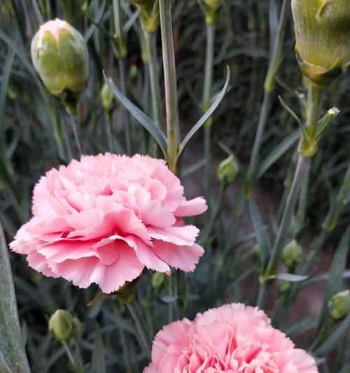 花的花语白色代表什么心情？白色花语通常象征着什么？
